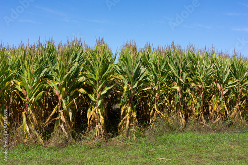 Corn stalk rows with blue sky above