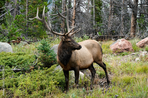 Bull Elk - Pose