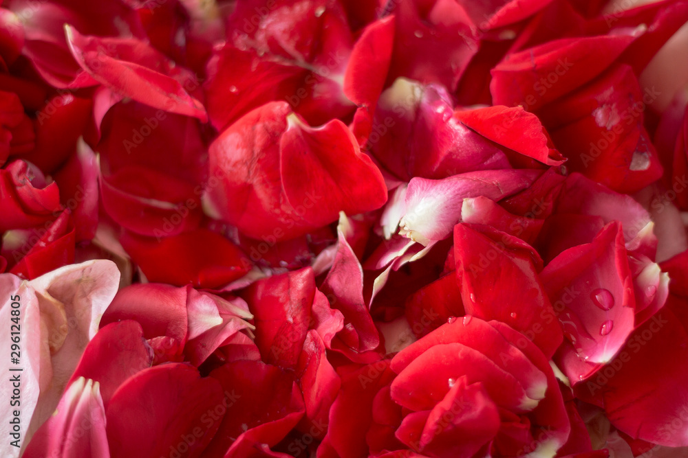 Red rose petals stacked in a row Red rose petals stacked in a row