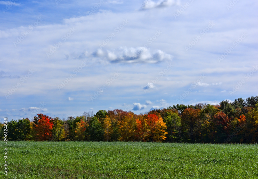 Fall colors across a grass field with blue cloudy sky Fall colors across a grass field with blue cloudy sky