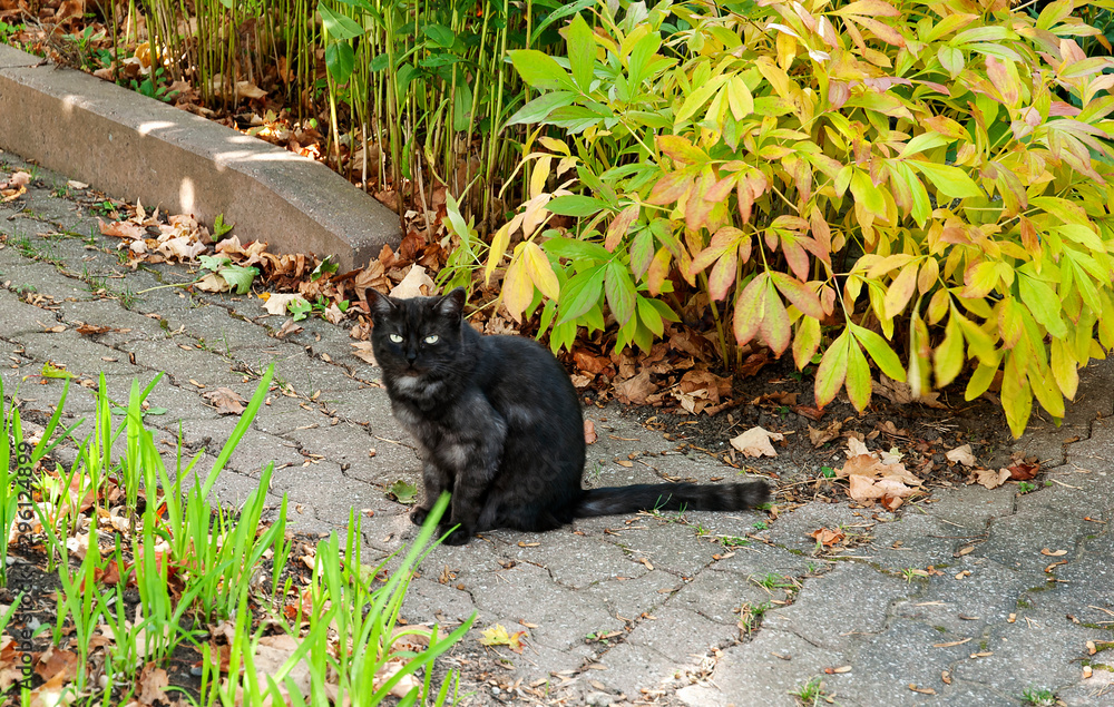 Fototapeta premium Black cat sitting in the garden looking