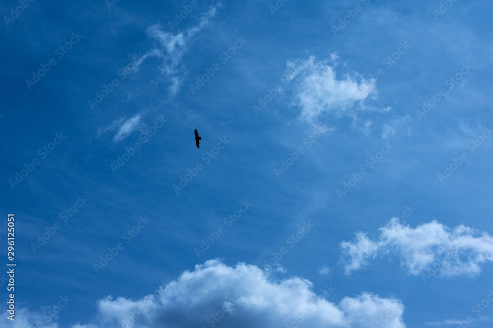 Single hawk soaring in the heavens