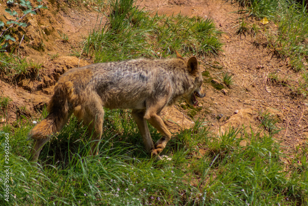 an Iberian wolf resting in a green meadow an Iberian wolf resting in a green meadow