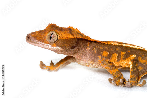 Harlequin crested gecko isolated on white background