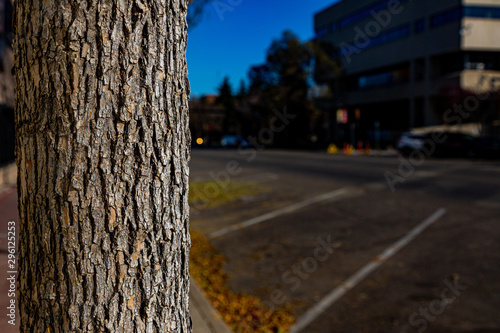 tree trunk and street