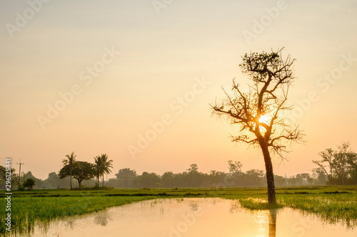 morning time viw of sunrise at the rice field