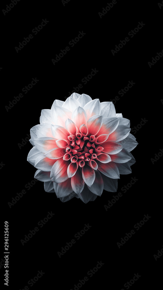 iphone flower wallpaper . Floral Wallpaper . Beautiful flower white and  red. apple iphone6 plus ios8 flower. Bright flower wallpaper for your Phone  Stock Photo | Adobe Stock