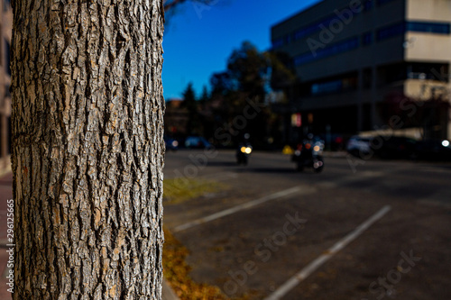 downtown tree trunk