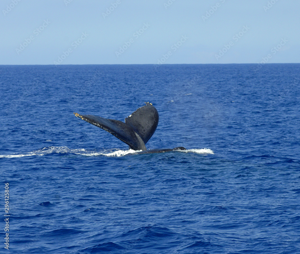 Fototapeta premium Close Call