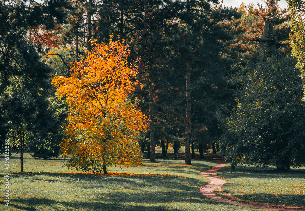 Naklejka premium Autumn park