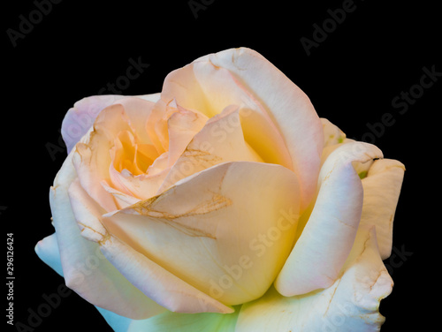 yellow orange white green rose blossom macro, portraitblack background,vintage painting style photo