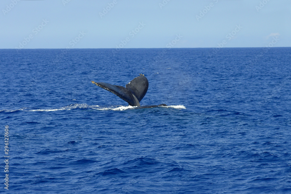 Naklejka premium Big Island Whale Watch