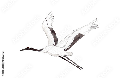 Japanese red-crown crane bird flying on white background.  watercolor hand painting illustration for decoration on wallpaper, fabric textile, cover page, template, postcard, poster.
