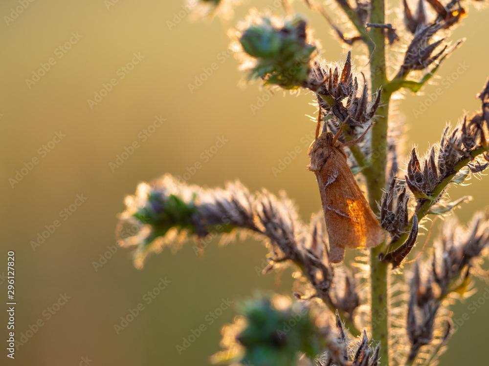 Orange swift, orange moth (Triodia sylvina) in morning sun Orange swift, orange moth (Triodia sylvina) in morning sun