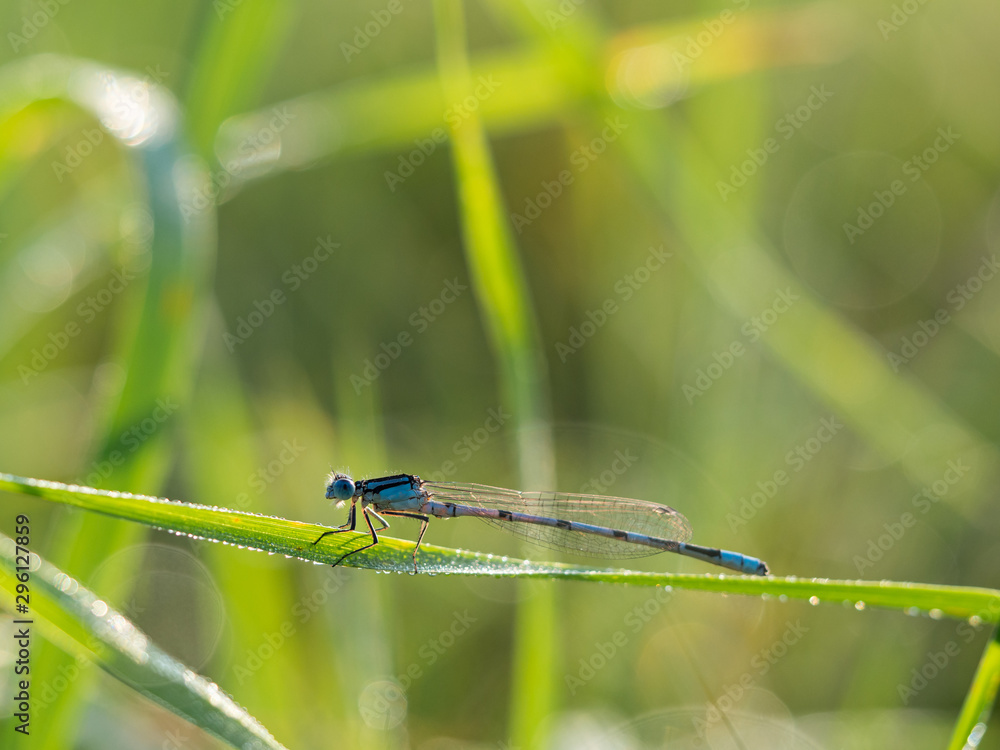 Common blue damselfly (Enallagma cyathigerum) on blade of grass Common blue damselfly (Enallagma cyathigerum) on blade of grass