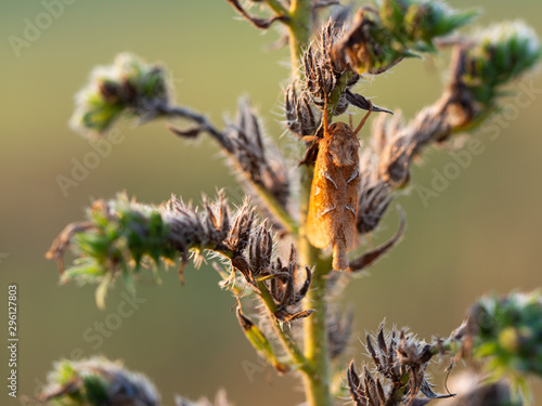 Orange swift, orange moth (Triodia sylvina) in morning sun