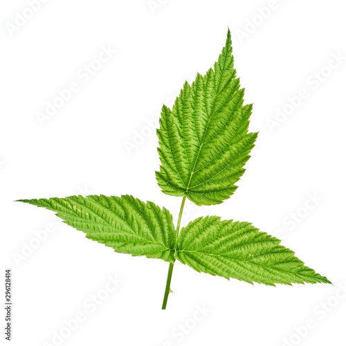 Raspberry leaf isolated on white background. Can be used as a blank for labeling with berries