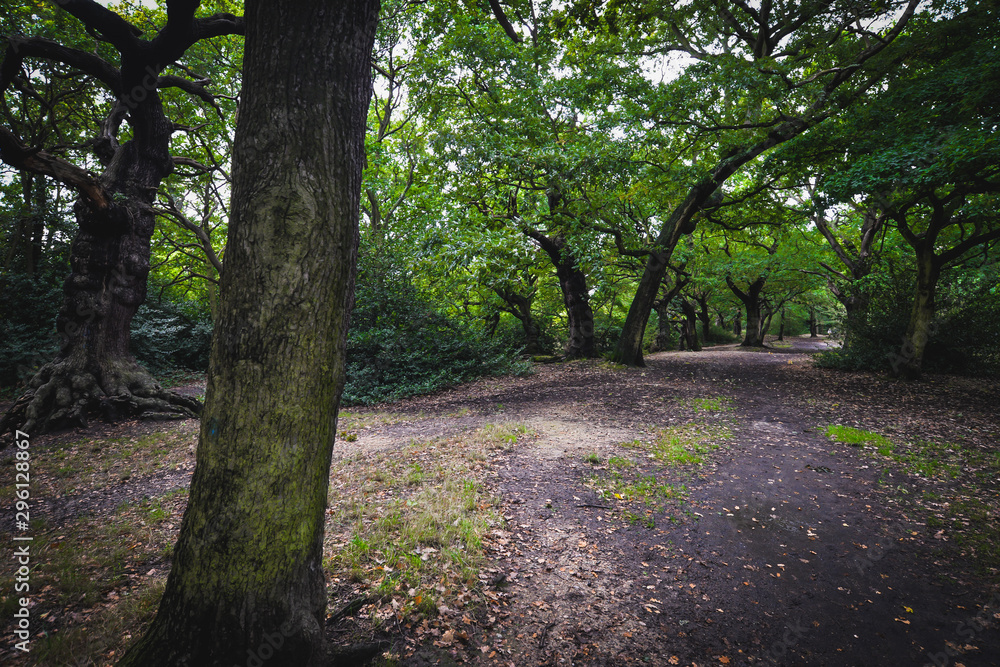 Fototapeta premium Epping forest in London