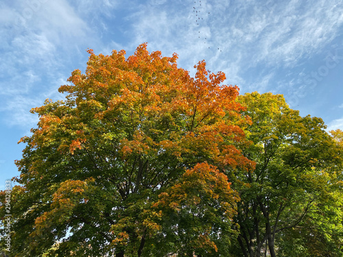 Laubbaum im Herbst