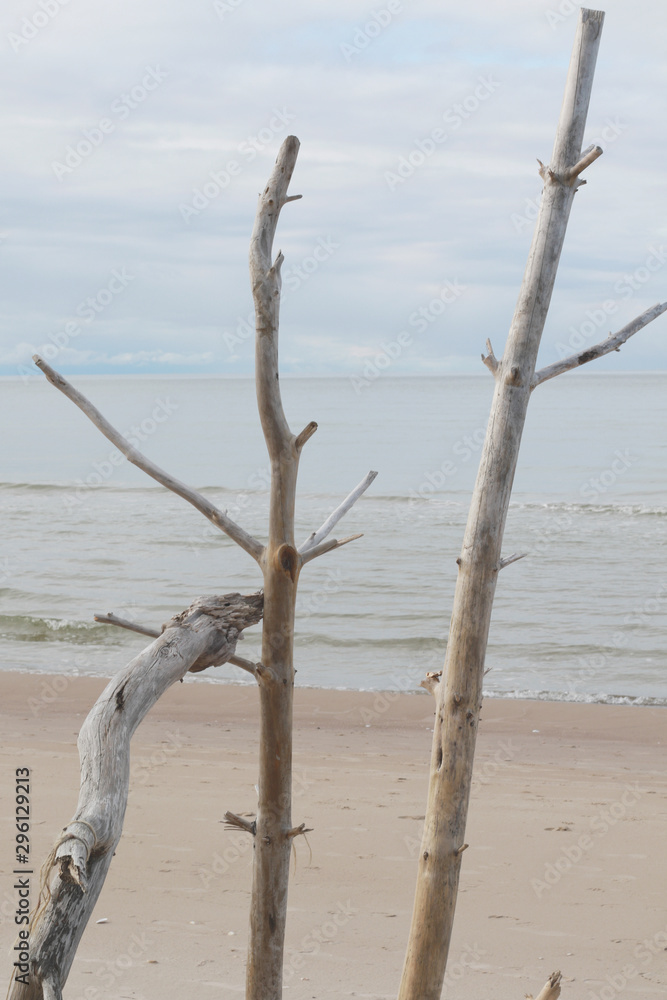 driftwood on the beach in neutral colors