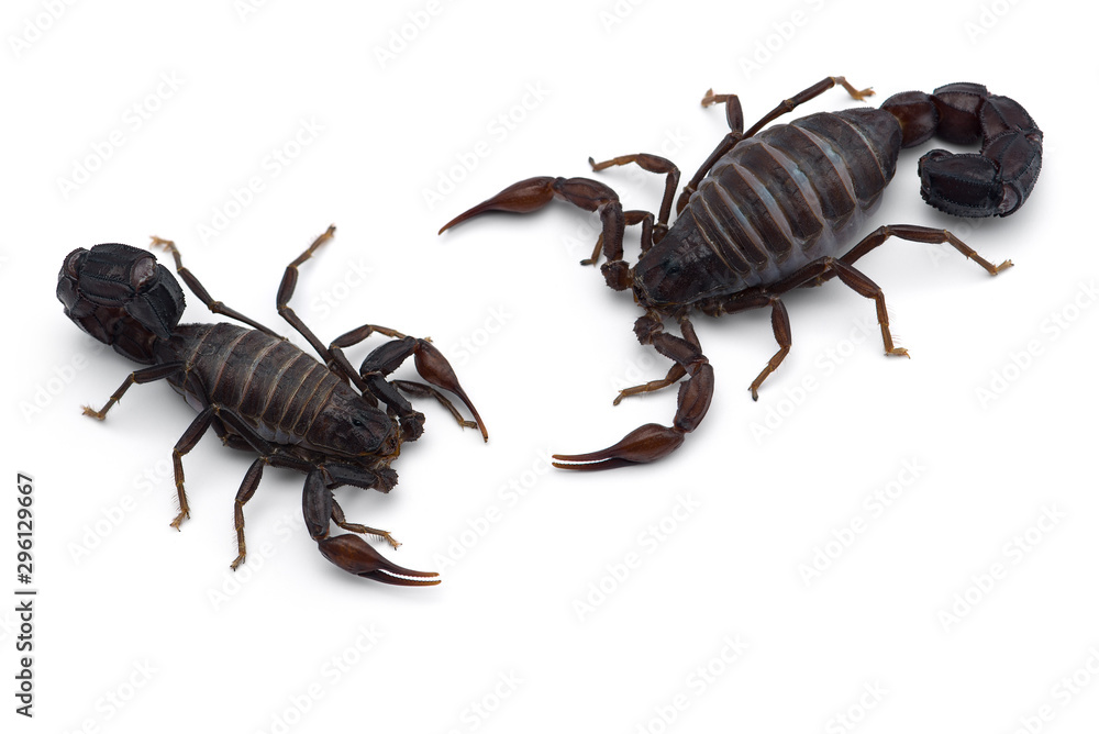 Two African venom Scorpions isolated on white background Two African venom Scorpions isolated on white background