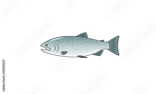 Salmon fish vector illustration. Flat cartoonish Atlantic salmon fish. Isolated on white. Perfect for menus, prints, cards. © Anna