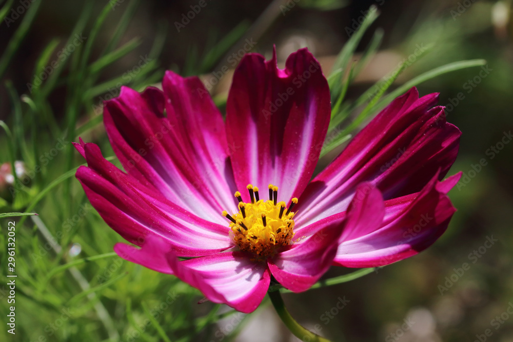 Obraz premium Cosmos bipinnatus Picotee, also known as Cosmea, blooms in the period between July and October with pink hues