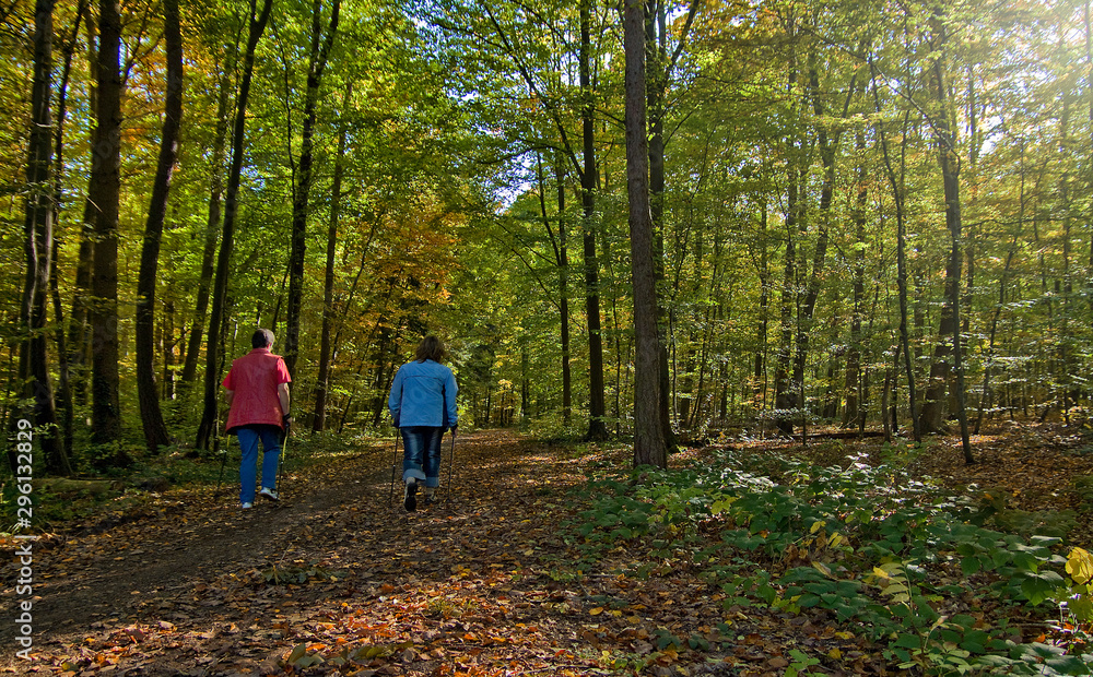 Fototapeta premium Nordic Walking im Wald