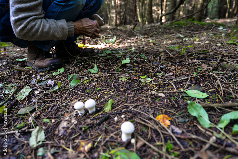 Obraz premium Wild mushrooming picking