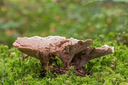 Hydnellum mushrooms among green moss in the Carpathian forest. Hydnellum scrobiculatum is a species of mushrooms in the mixed Carpathian forests photo