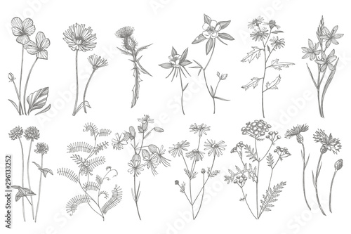 Collection of hand drawn flowers and herbs. Botanical plant illustration. Vintage medicinal herbs sketch set of ink hand drawn medical herbs and plants sketch