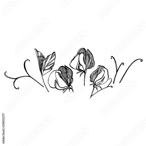 Sweet pea flowers drawing and sketch with line-art on white backgrounds. Floral pattern with flowers of sweet peas. Elegant the template for fabric, paper, postcard