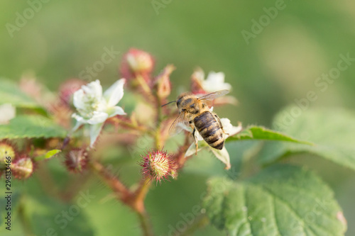Honeybee collecting nectar pollen from bramble blackberry flower. Honeybee collecting nectar pollen from bramble blackberry flower. © ihorhvozdetskiy