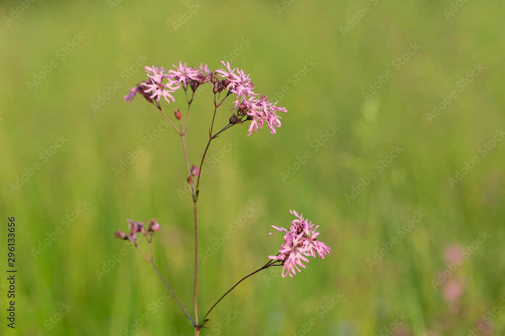 Meadow flower Ragged Robin Lychnis flos-cuculi, close-up, blurred background. flower Ragged Robin Lychnis flos-cuculi. Nice soft pink Lychnis flos-cuculi flower on green background Meadow flower Ragged Robin Lychnis flos-cuculi, close-up, blurred background. flower Ragged Robin Lychnis flos-cuculi. Nice soft pink Lychnis flos-cuculi flower on green background