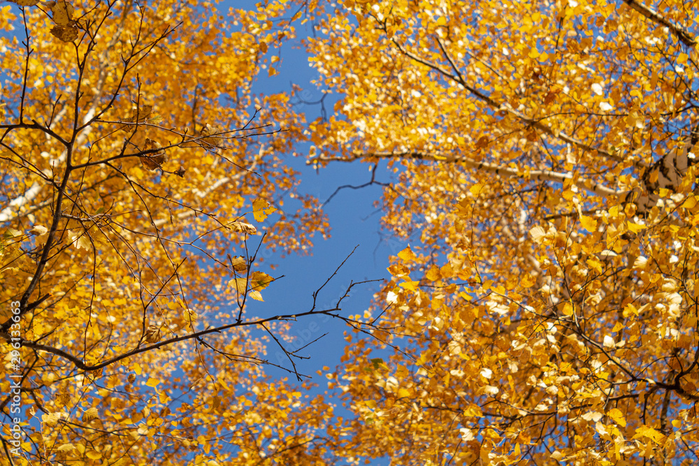 Autumn yellow leaves on branches against blue sky. bottom view. Autumn yellow leaves on branches against blue sky. bottom view.