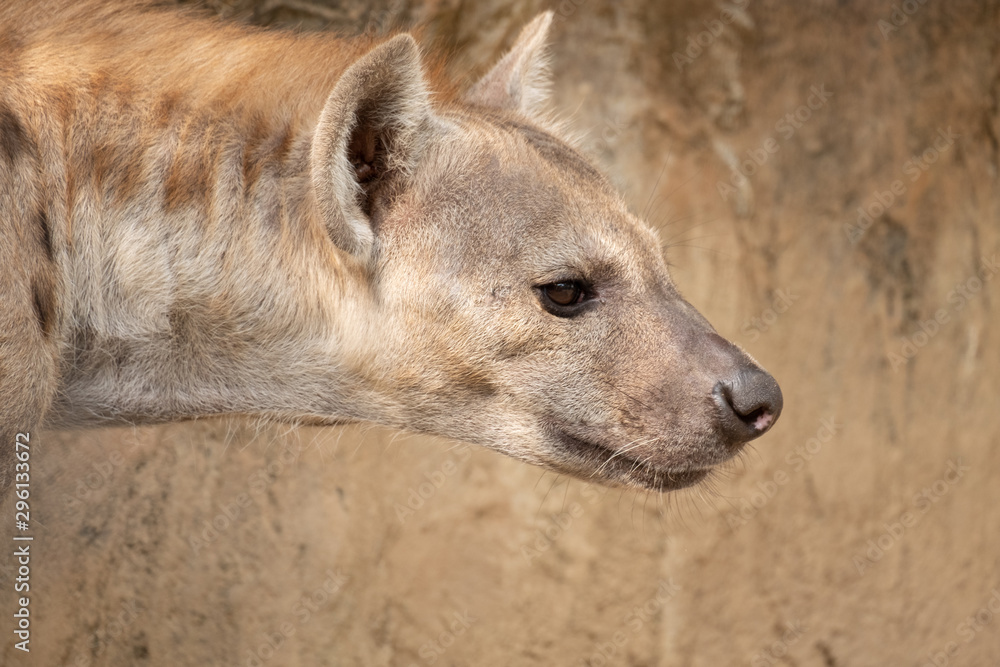 hyena hyena