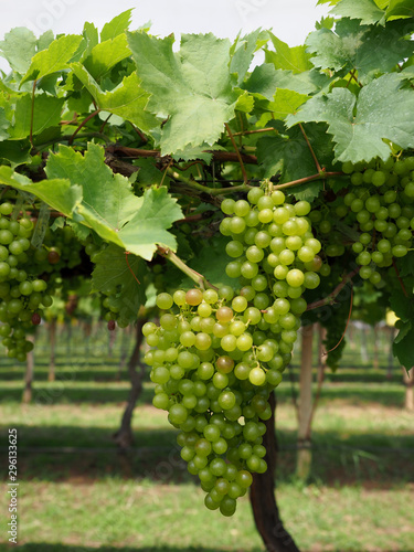 Wallpaper Mural Closeup green grapes in the winery farm. Torontodigital.ca