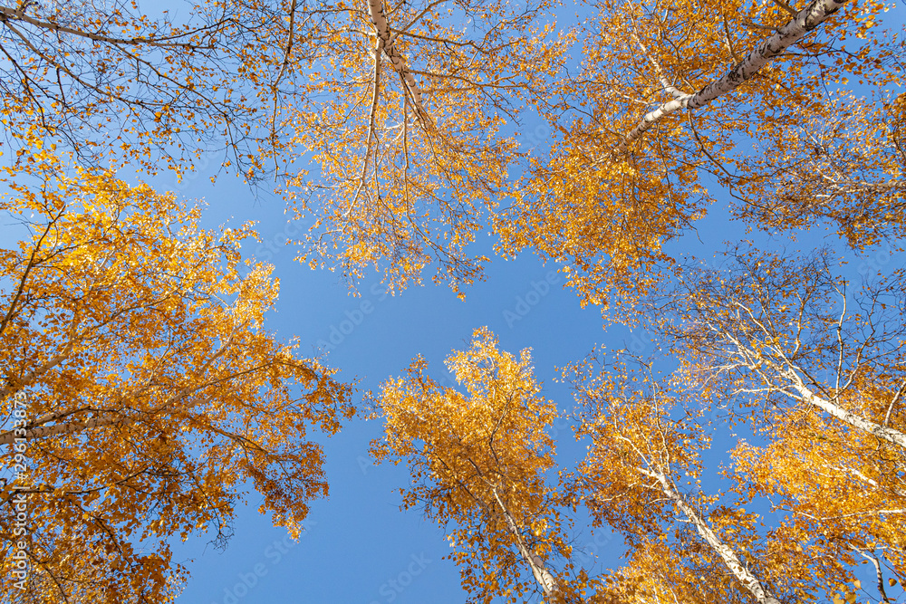 Autumn yellow leaves on branches against blue sky. bottom view. Autumn yellow leaves on branches against blue sky. bottom view.
