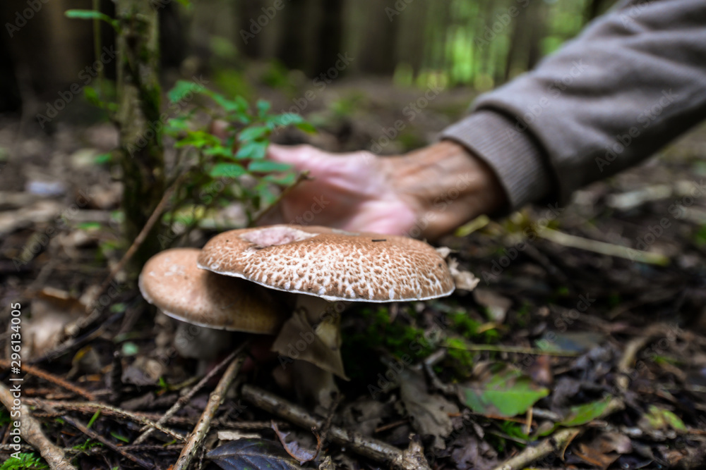 Wild mushrooming picking