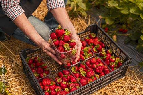 Crop man harvesting strawberries on farm