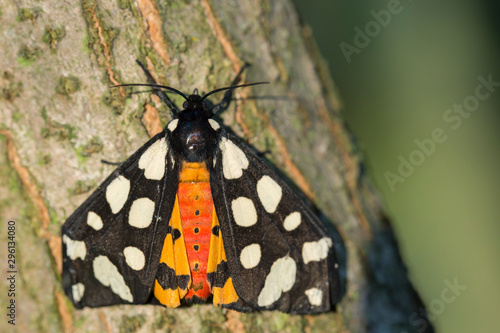 Arctia villica butterfly. Beautiful flying insect orange black white colors, green grass leaf background. selective focus macro nature photo. photo
