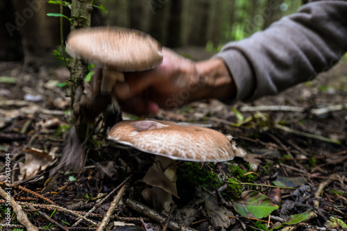 Wild mushrooming picking