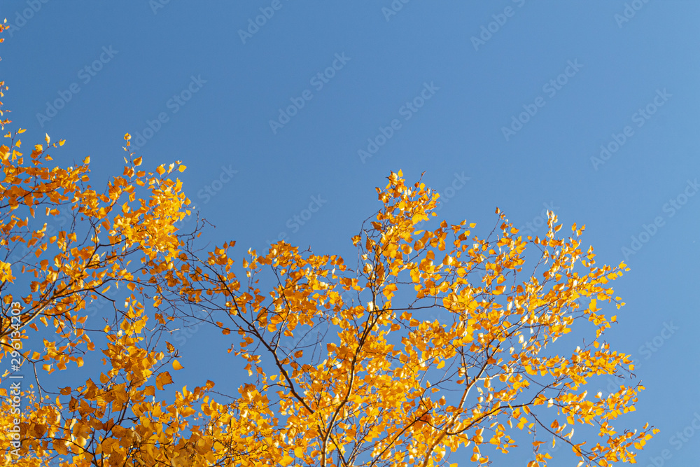 Autumn yellow leaves on branches against blue sky. bottom view. Autumn yellow leaves on branches against blue sky. bottom view.