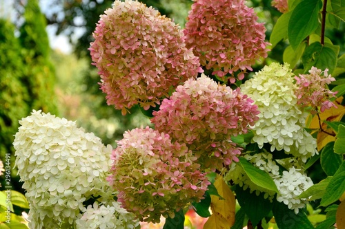Stunning lush hydrangea bush of different shades in autumn garden close up