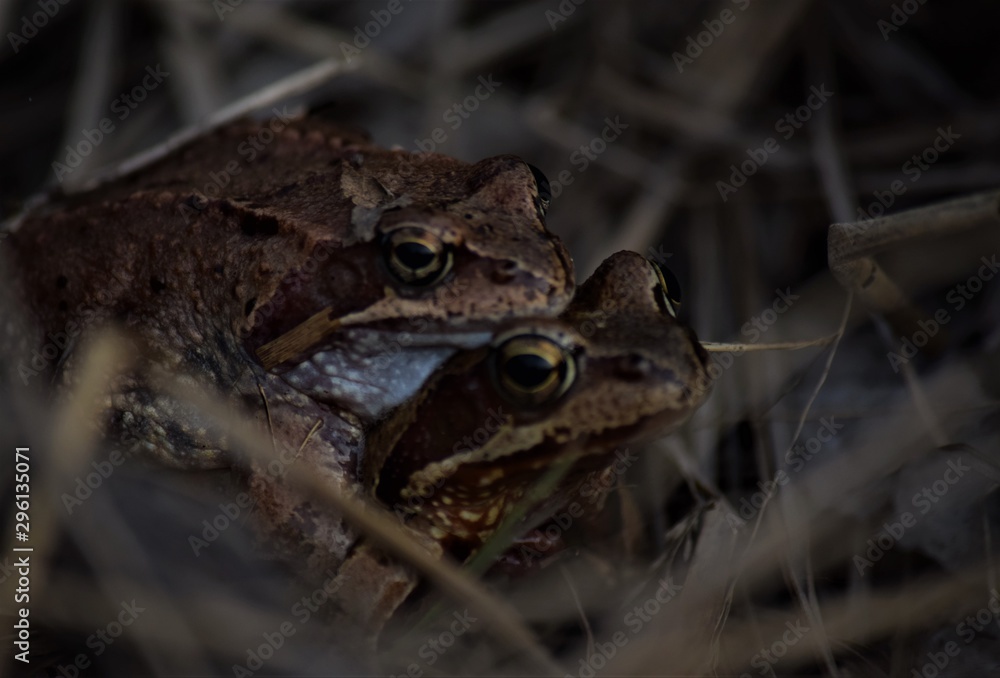 Fototapeta premium frog
