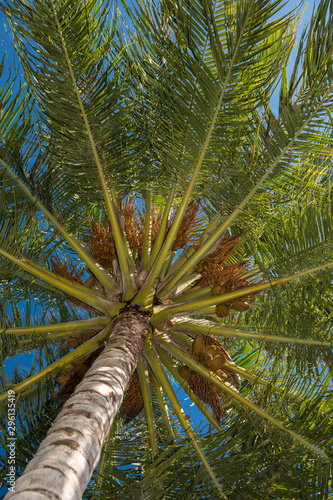 Coconut palm with fresh fruits