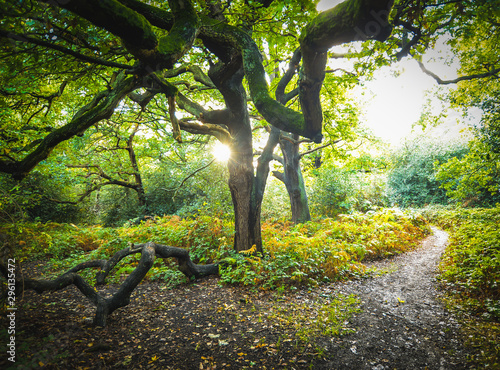 Epping forest in London photo