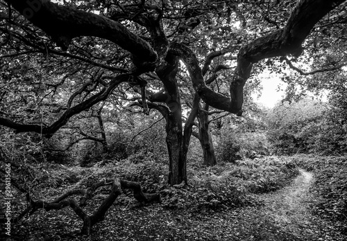Valokuva Epping forest in London