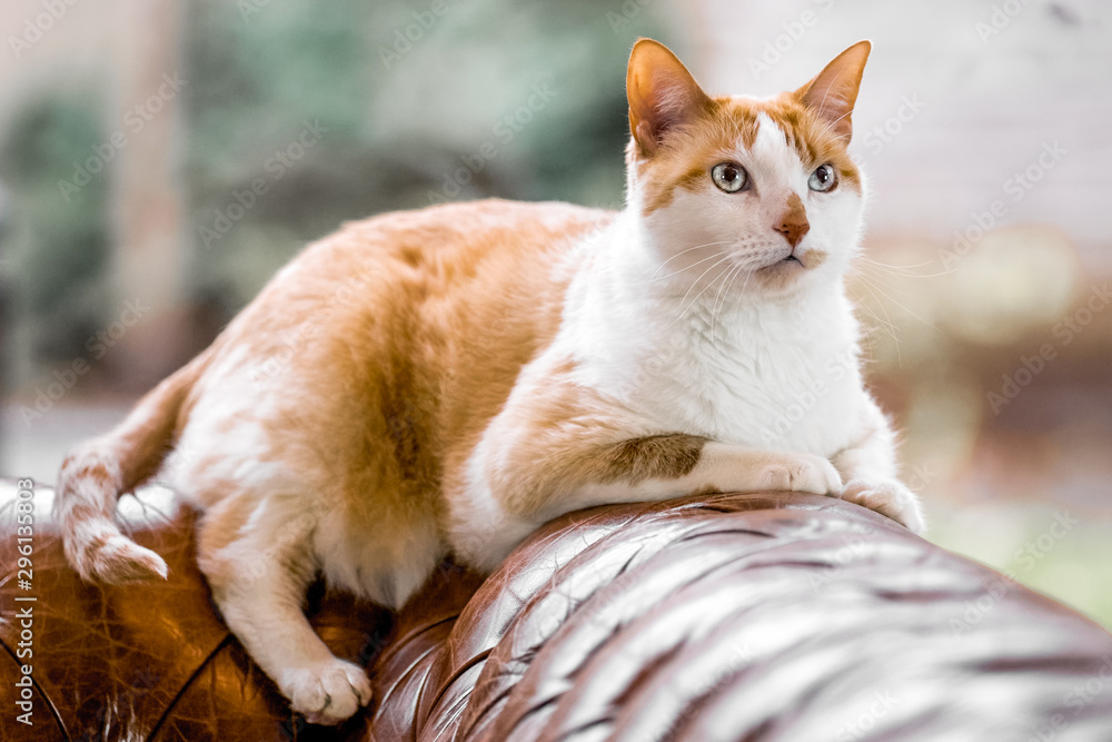 White and ginger cat on leather sofa at home
