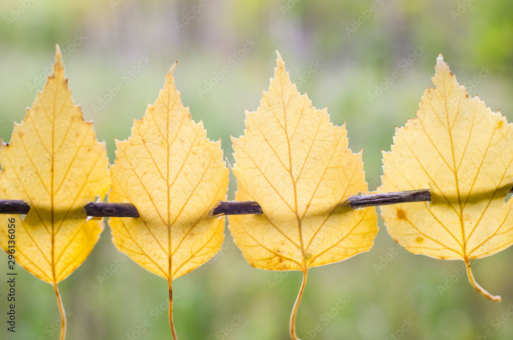 Yellow autumn leaves on a branch on a blurred background of the forest. Autumn sale. Yellow autumn leaves on a branch on a blurred background of the forest. Autumn sale.